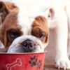 Alimentation : Que mange le Bulldog anglais?