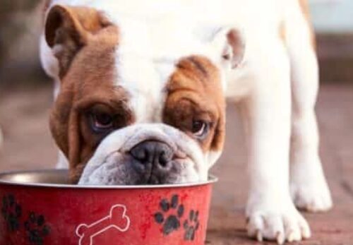 Alimentation : Que mange le Bulldog anglais?