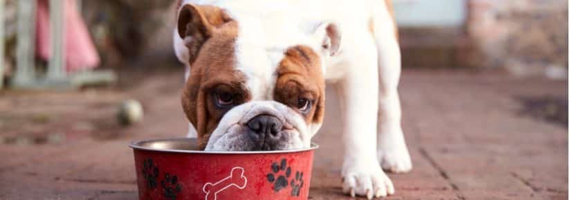 Alimentation : Que mange le Bulldog anglais?