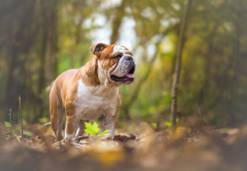 Quelle est l’origine du bouledogue anglais ?