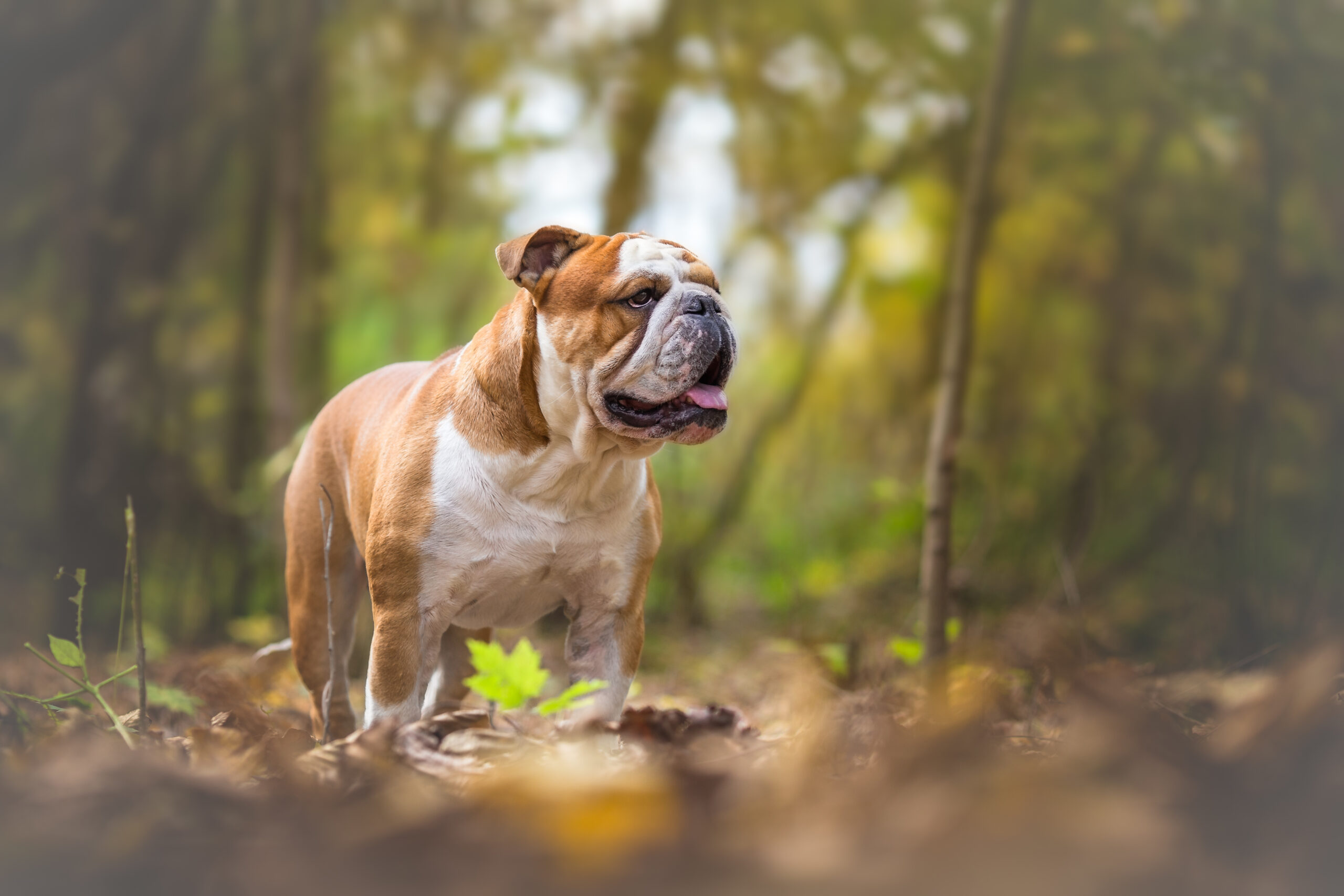 Quelle est l’origine du bouledogue anglais ?