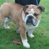 Dressage Du Bulldog Anglais