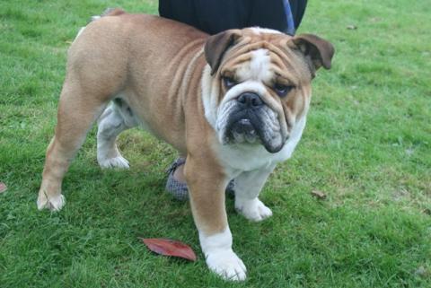 Dressage Du Bulldog Anglais